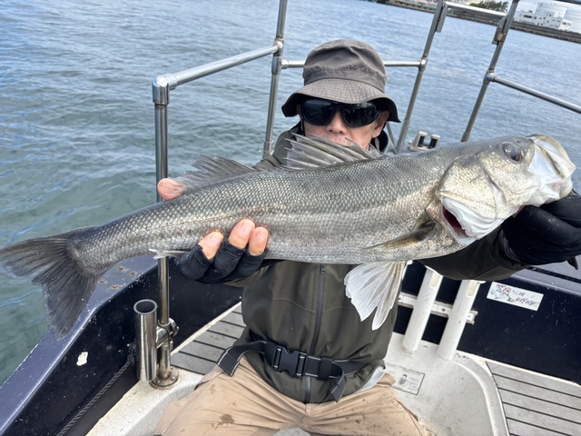 シーバス(スズキ)