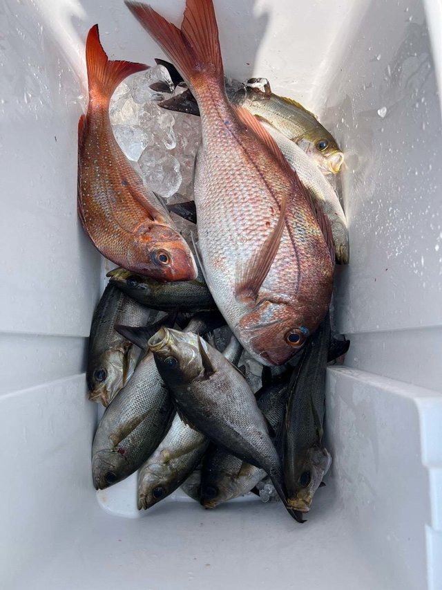 マダイ・イサキ