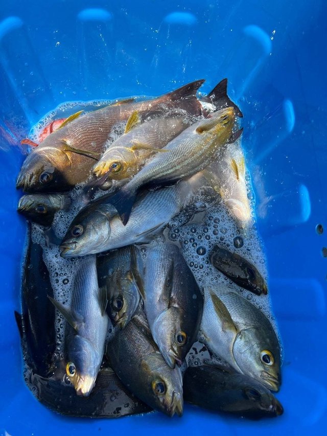 マダイ・イサキ