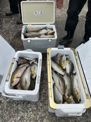 イサギ(イサキ)