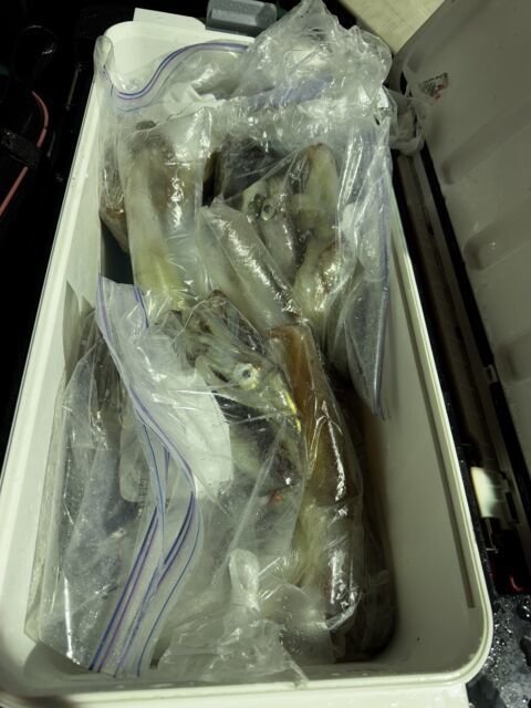 イカ(ヤリイカ)