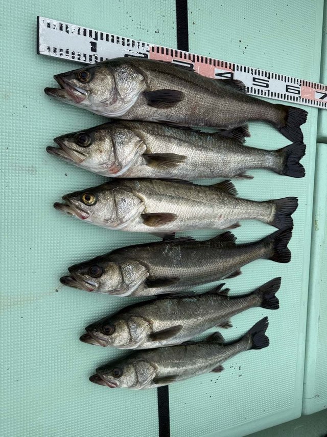 マタカ(スズキ)