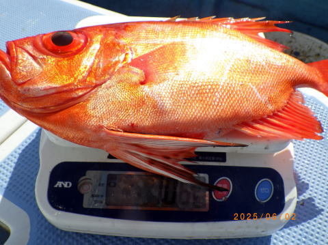 キントキ(チカメキントキ)