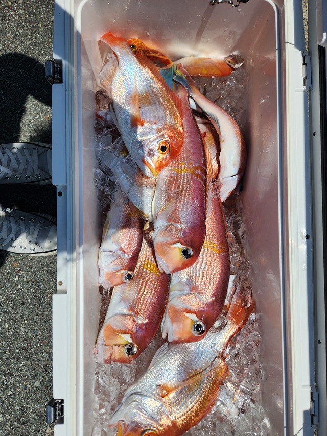 アマダイ(アカアマダイ)