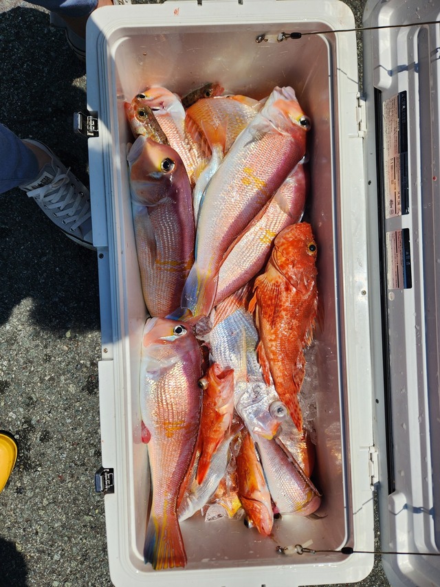 アマダイ(アカアマダイ)