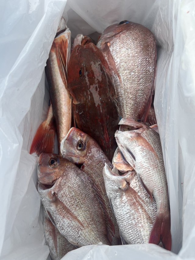 マダイ・ハナダイ(チダイ)