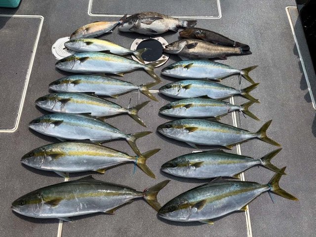 シーバス(スズキ)・ヒラマサ