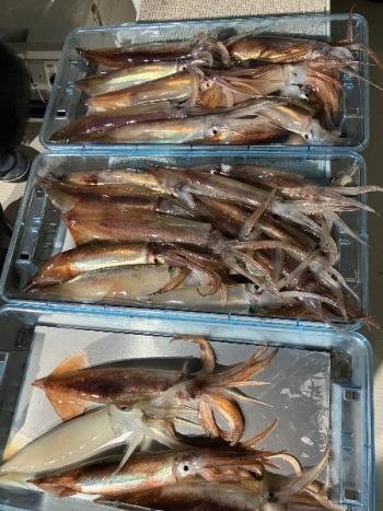 スルメイカ・マイカ(ケンサキイカ)