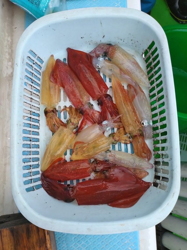 マルイカ(ケンサキイカ)