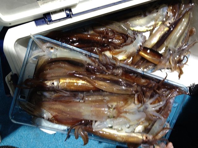 ケンサキ(ケンサキイカ)・スルメ(スルメイカ)