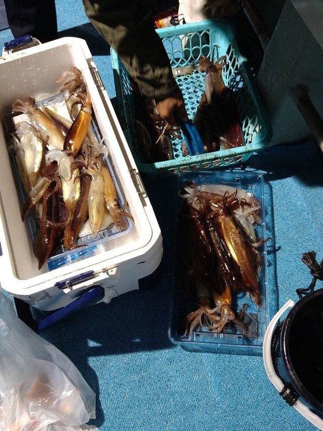 ケンサキ(ケンサキイカ)・スルメ(スルメイカ)