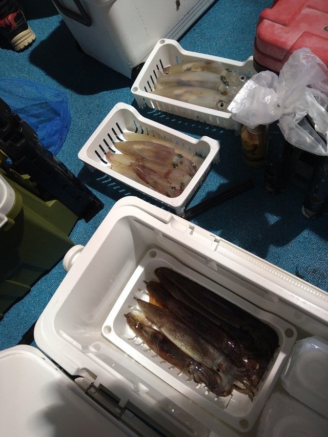 ケンサキ(ケンサキイカ)・スルメ(スルメイカ)