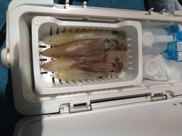 ケンサキ(ケンサキイカ)