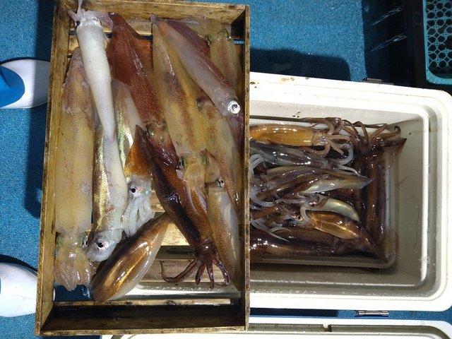 ケンサキ(ケンサキイカ)・スルメ(スルメイカ)