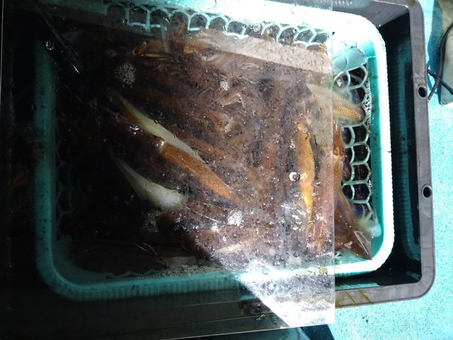 スルメ(スルメイカ)