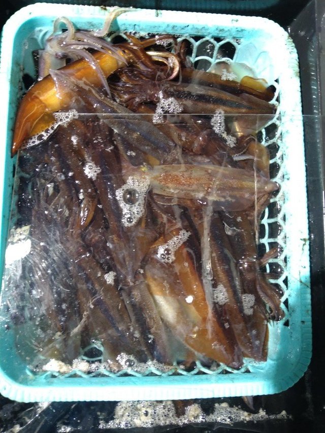 ケンサキ(ケンサキイカ)・スルメ(スルメイカ)