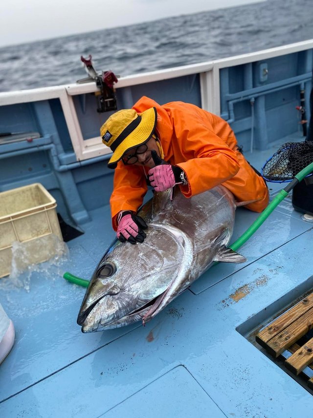 メバチマグロ(メバチ)