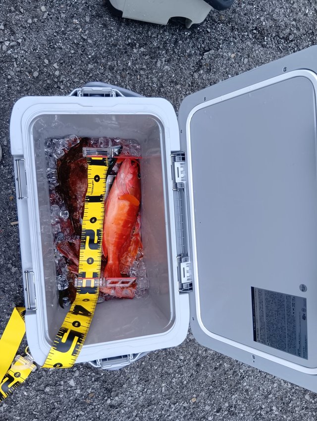 アカハタ・カサゴ