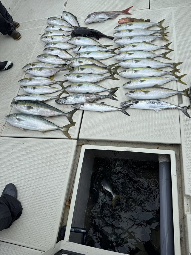 マダイ・アコウ(キジハタ)・ハマチ(ブリ)・サワラ・トラフグ