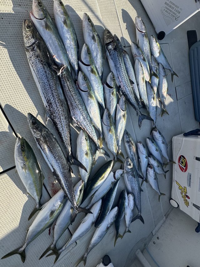 ハマチ(ブリ)・サワラ