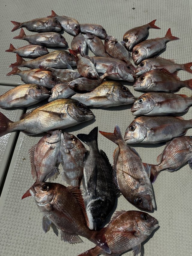 マダイ・クロダイ