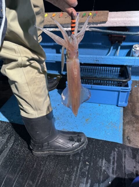 マイカ(ケンサキイカ)