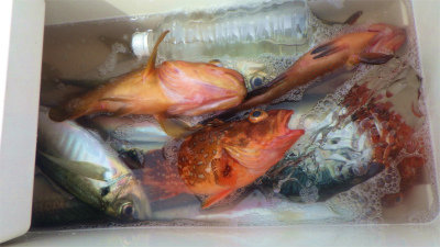 アジ(マアジ)・ウッカリカサゴ