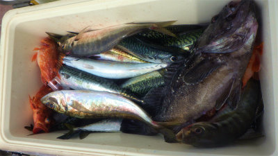 アジ(マアジ)・クロソイ・ウッカリカサゴ・サバ(ゴマサバ)