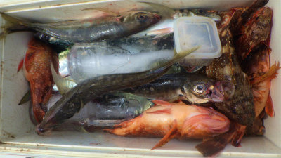 キジハタ・アジ(マアジ)・ウッカリカサゴ