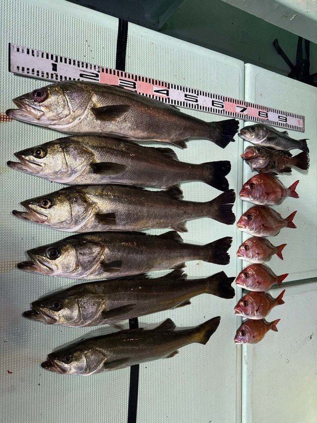 マダイ・マダカ(スズキ)・メバル