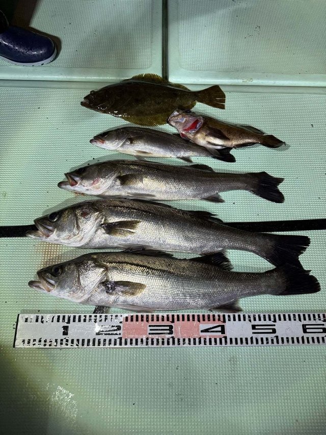 マダカ(スズキ)・メバル・ヒラメ