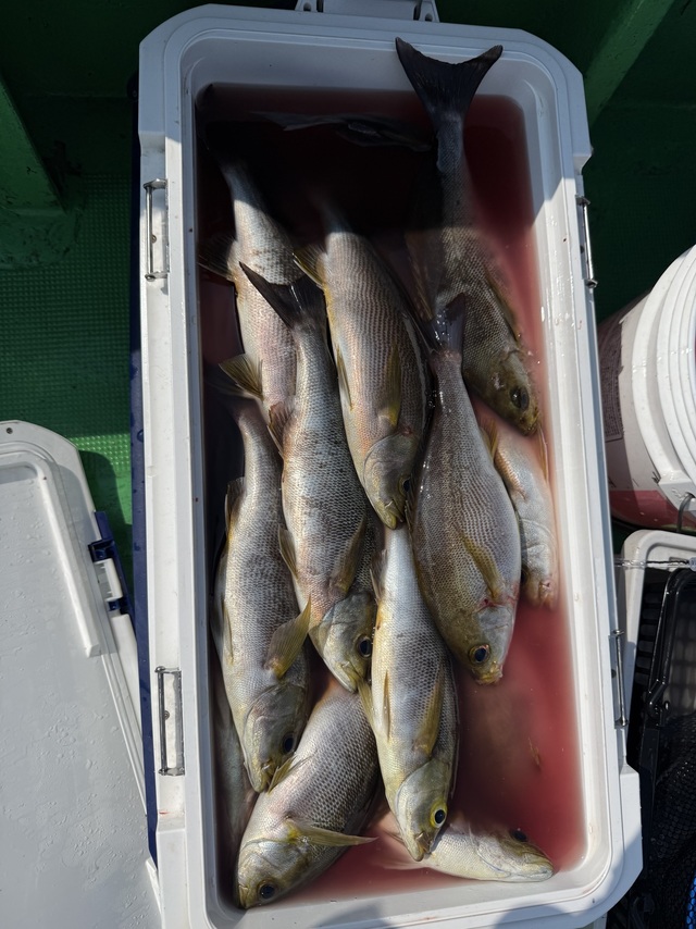 イサギ(イサキ)