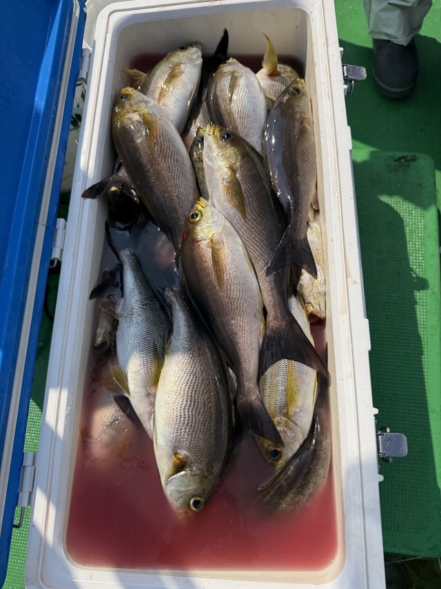 イサギ(イサキ)