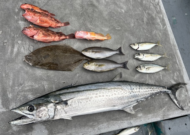 サワラ・ヒラメ