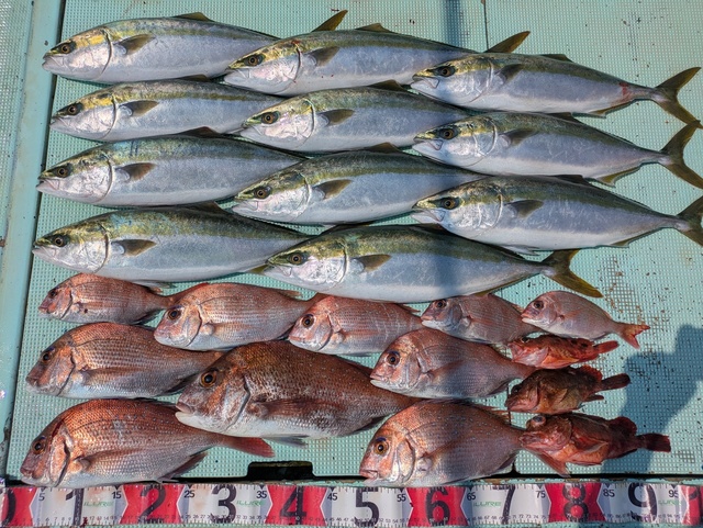 タイ(マダイ)・ハマチ(ブリ)