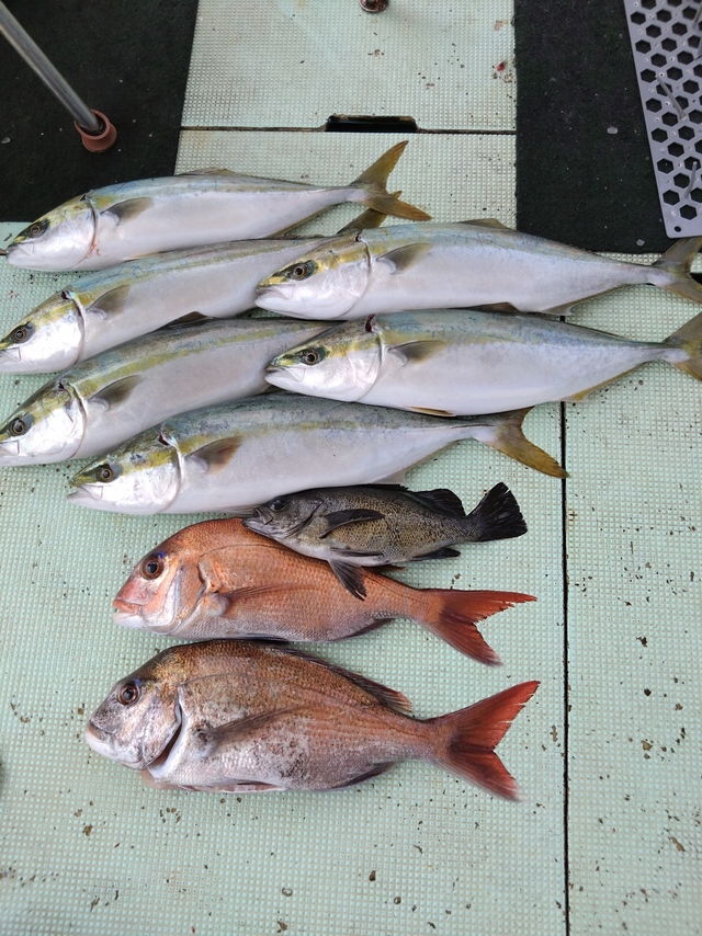 タイ(マダイ)・ハマチ(ブリ)・メバル