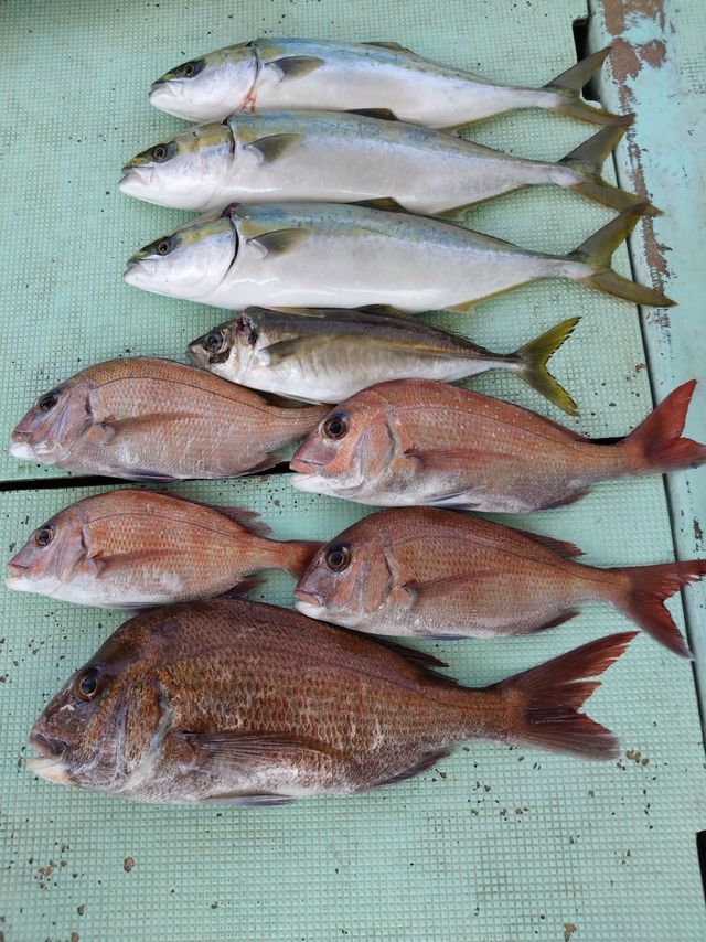 タイ(マダイ)・アジ(マアジ)・ハマチ(ブリ)