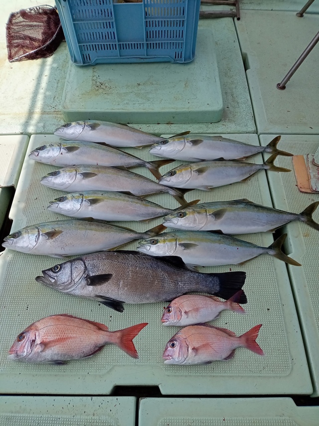 マダイ・ヒラスズキ・ハマチ(ブリ)