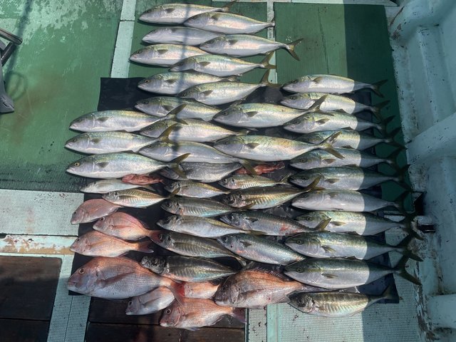 マダイ・ハネ(スズキ)・マアジ・ハマチ(ブリ)・マサバ