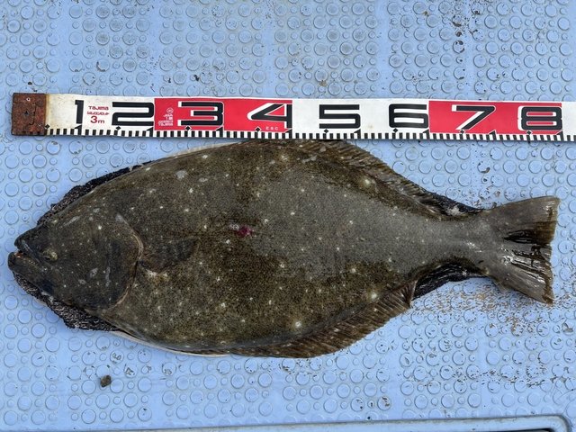 ヒラメ