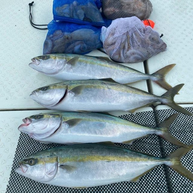 メジロ(ブリ)・タコ(マダコ)