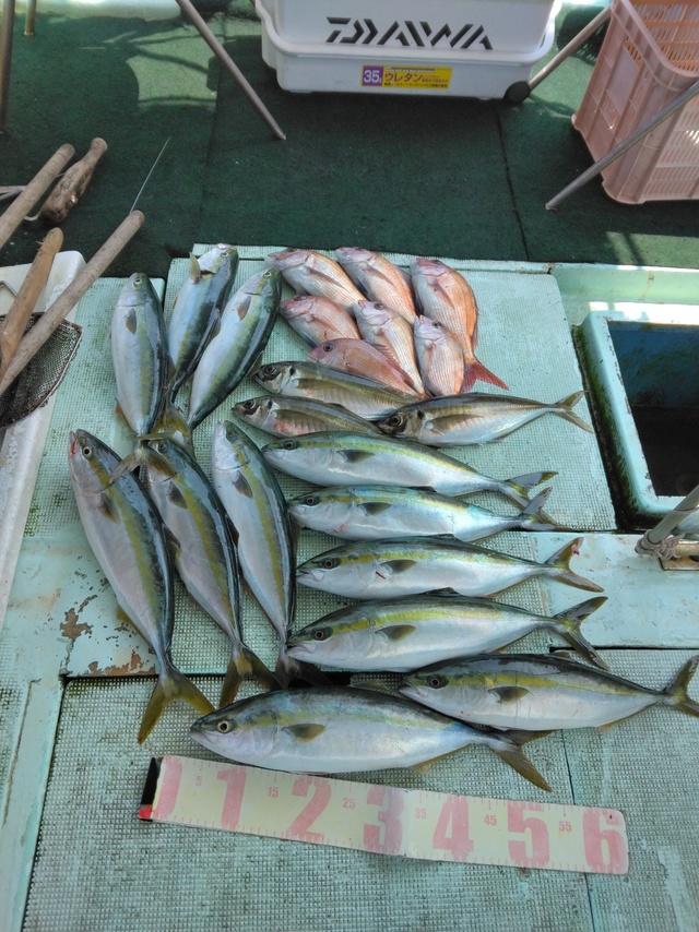 マダイ・マアジ・ツバス(ブリ)