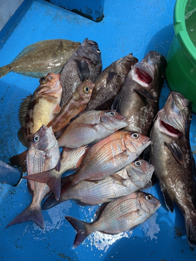 マダイ・マハタ・マゾイ(キツネメバル)