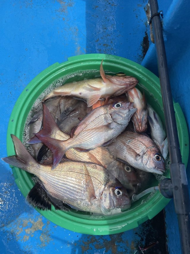 マダイ・マハタ・マゾイ(キツネメバル)