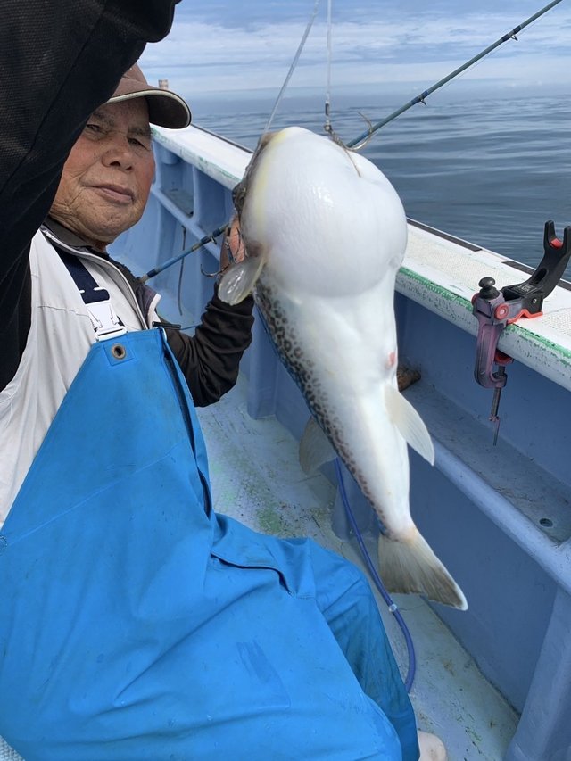 ショウサイフグ