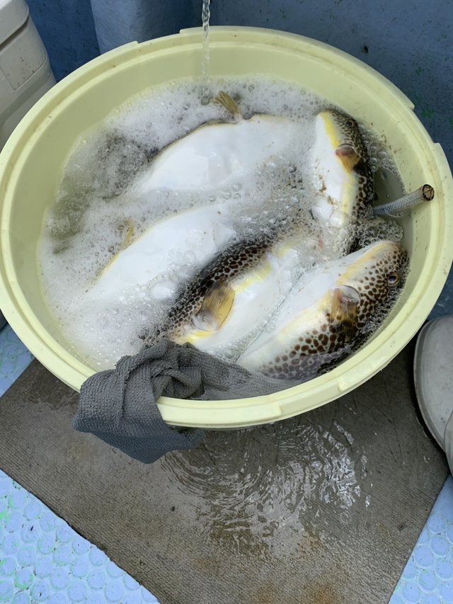 ショウサイフグ