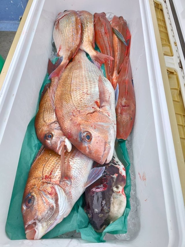 マダイ・ハナダイ(チダイ)