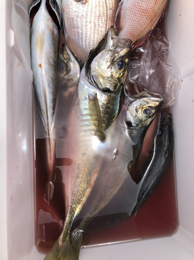 ハナダイ(チダイ)・アジ(マアジ)