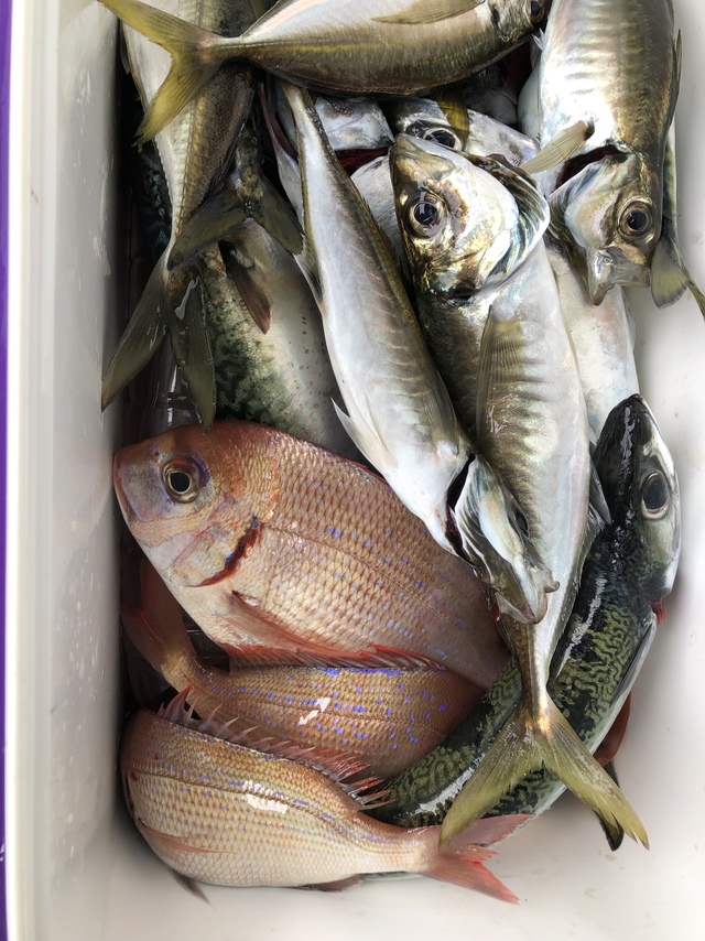 ハナダイ(チダイ)・アジ(マアジ)