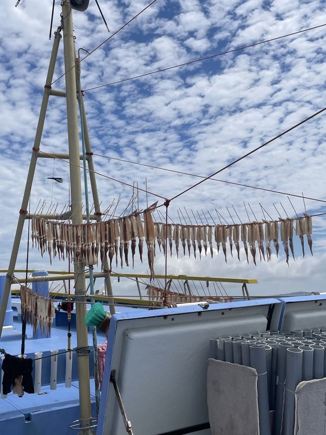 ムギイカ(スルメイカ)